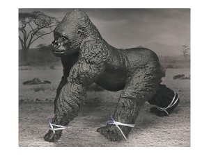 Animal Universe Gorilla i åben æske 18x11x11,5cm